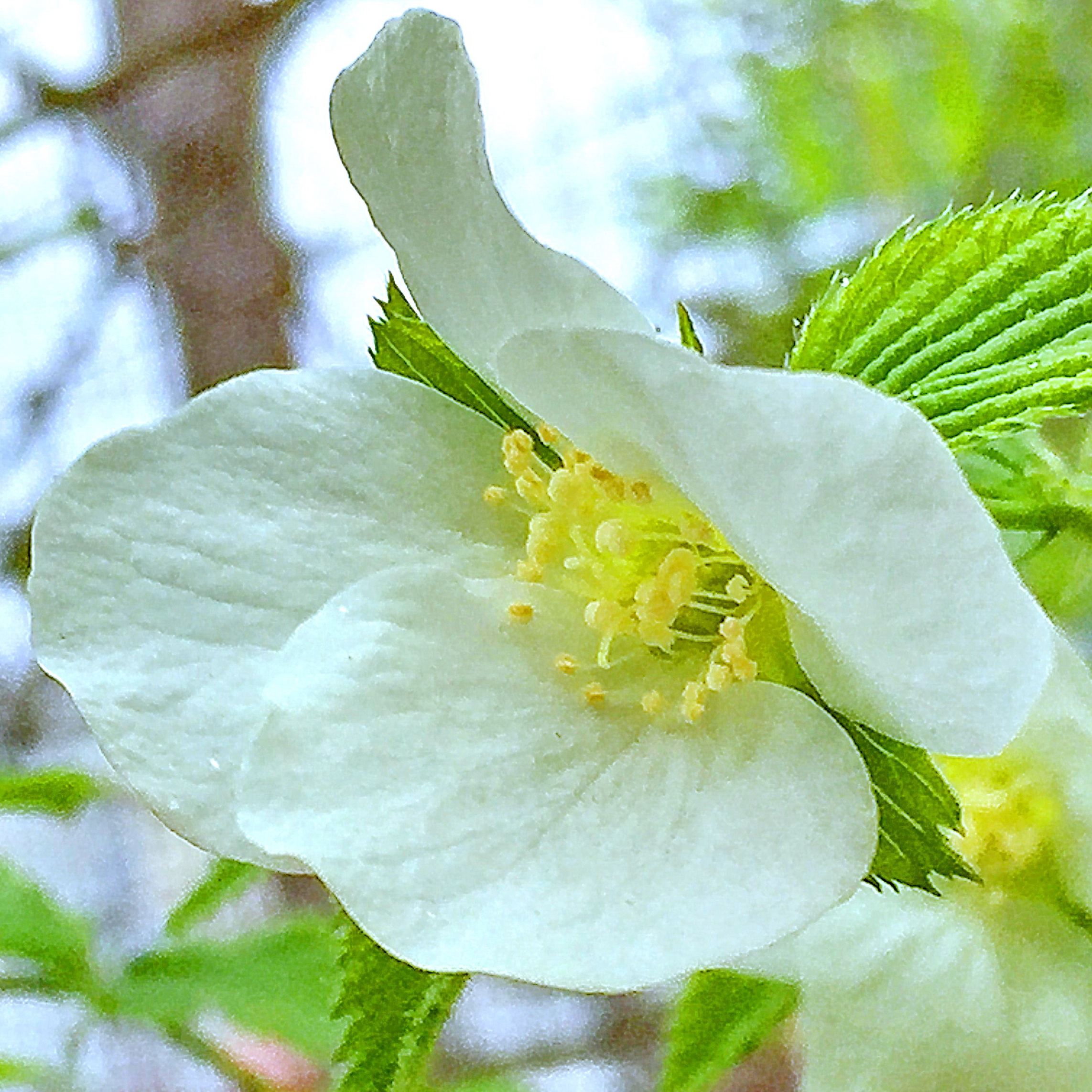 シロヤマブキ（白山吹）の花