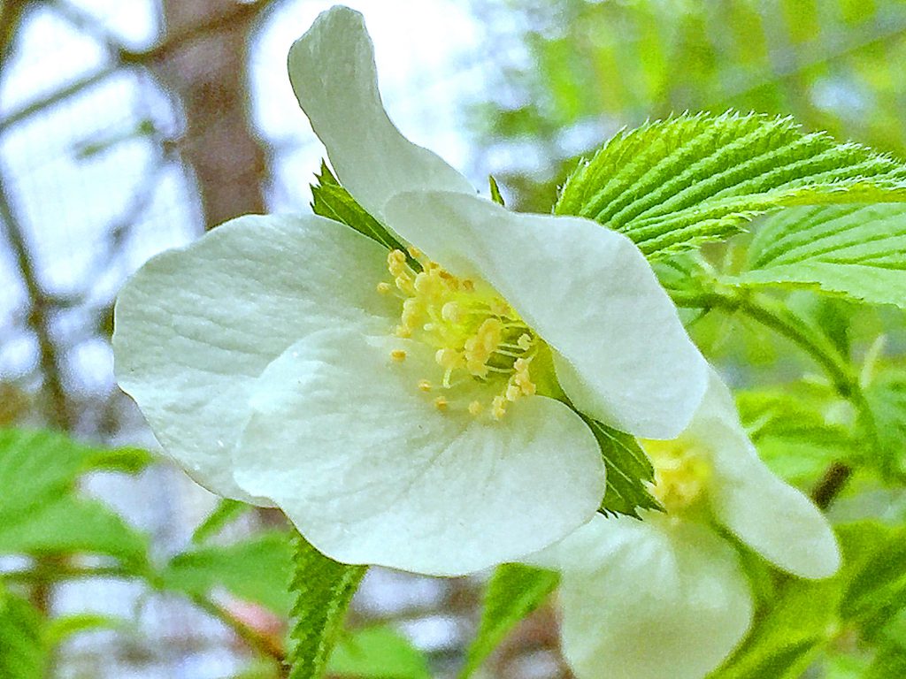 シロヤマブキのの明るい葉の色と清楚な白い花