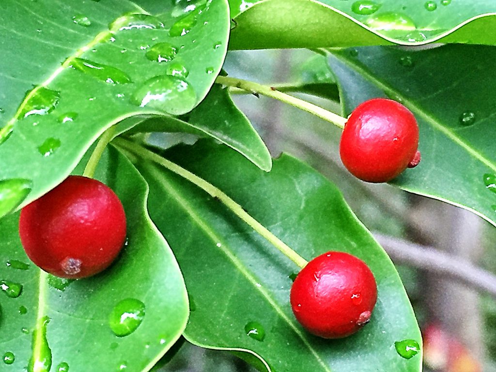 雌株に付いた球形の赤い核果