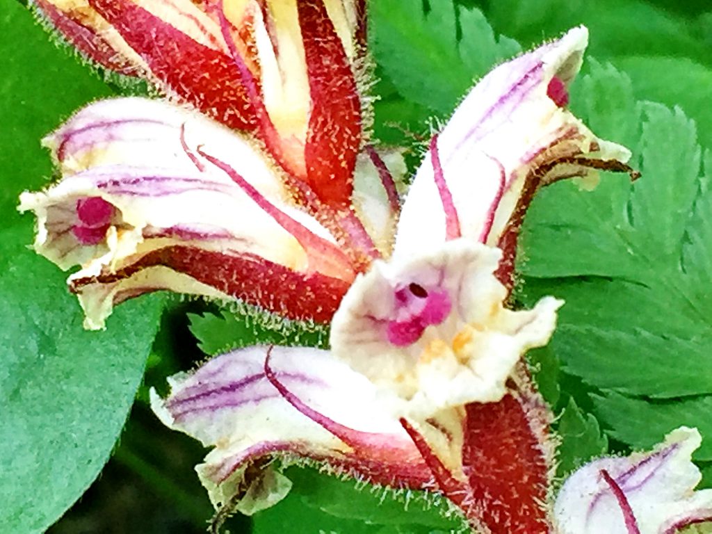 　螺旋状に下から咲きあがるヤセウツボ（痩靫）の花