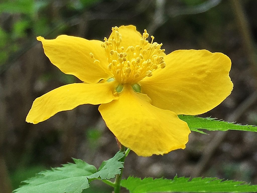 バラ科ヤマブキ属、鮮やか黄色いヤマブキの花