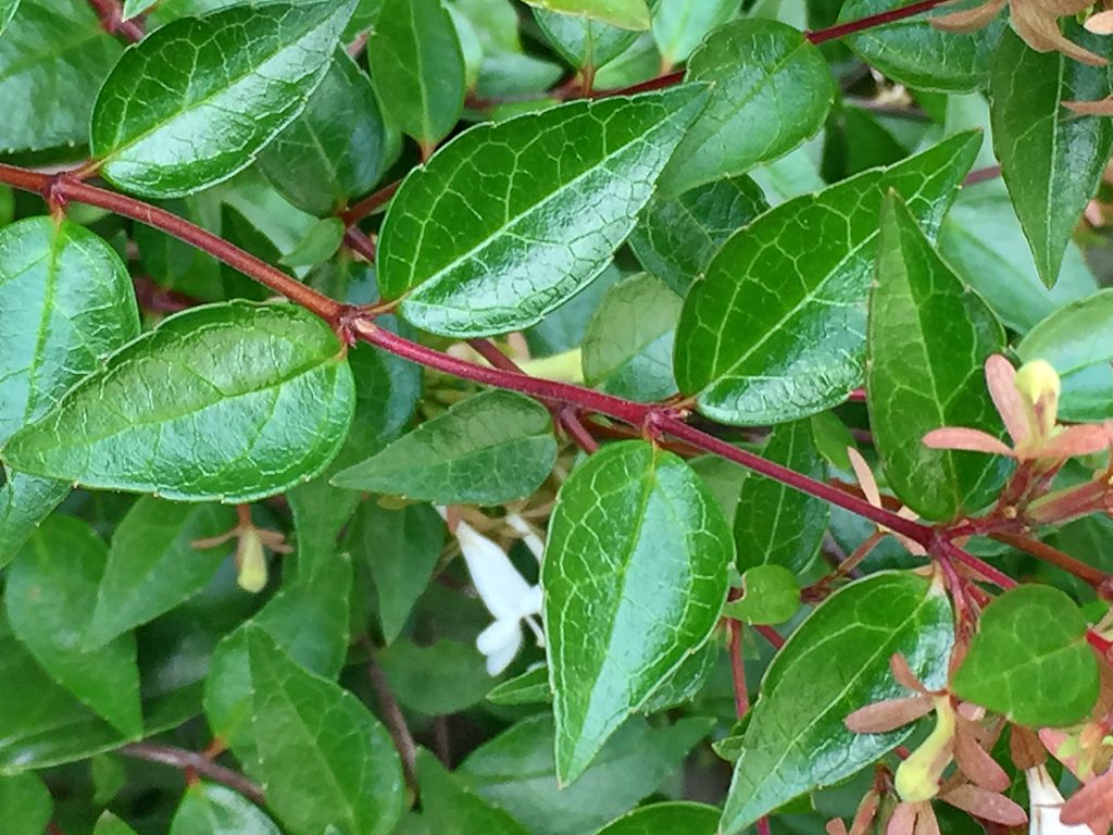 鮮紅色の小枝に艶のあるアベリアの葉
