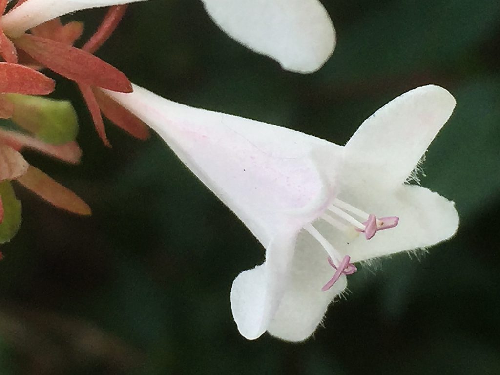アベリア・グランディフローラの釣鐘状の花