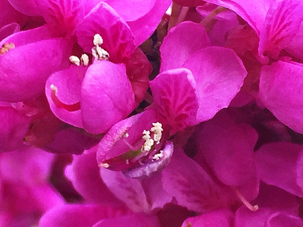 ハナズオウの紅色の蝶形花