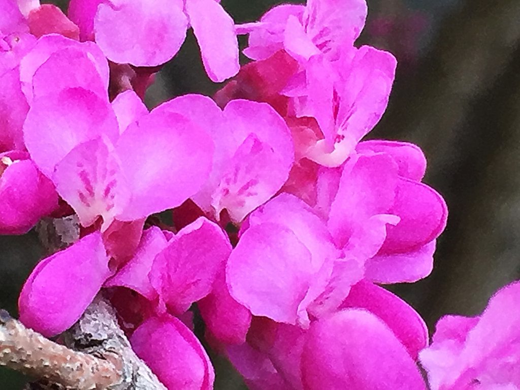 ハナズオウの蘇芳色の花