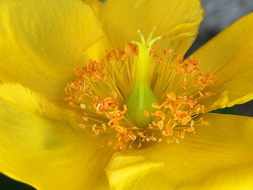 鮮やかな黄色のヒペリカム・ヒドコートの花