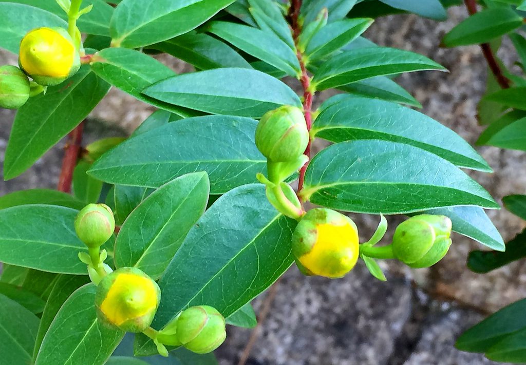 ヒペリカム・ヒドコートの赤みが買った茎に艶のある葉に黄色い蕾