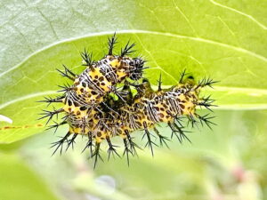 ルリタテハの幼虫