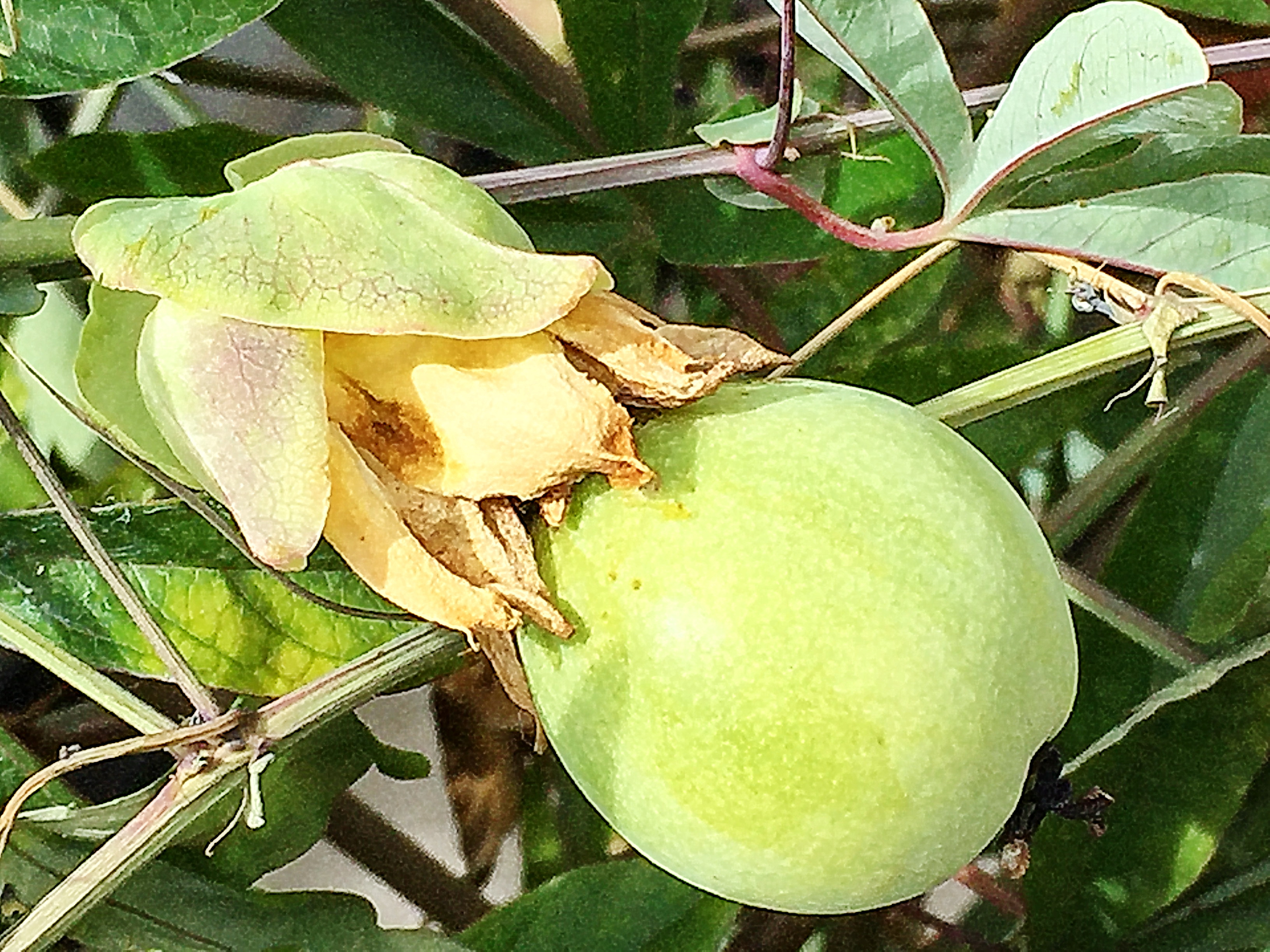 トケイソウ科 トケイソウ パッションフラワー 奥行き１ｍの果樹園