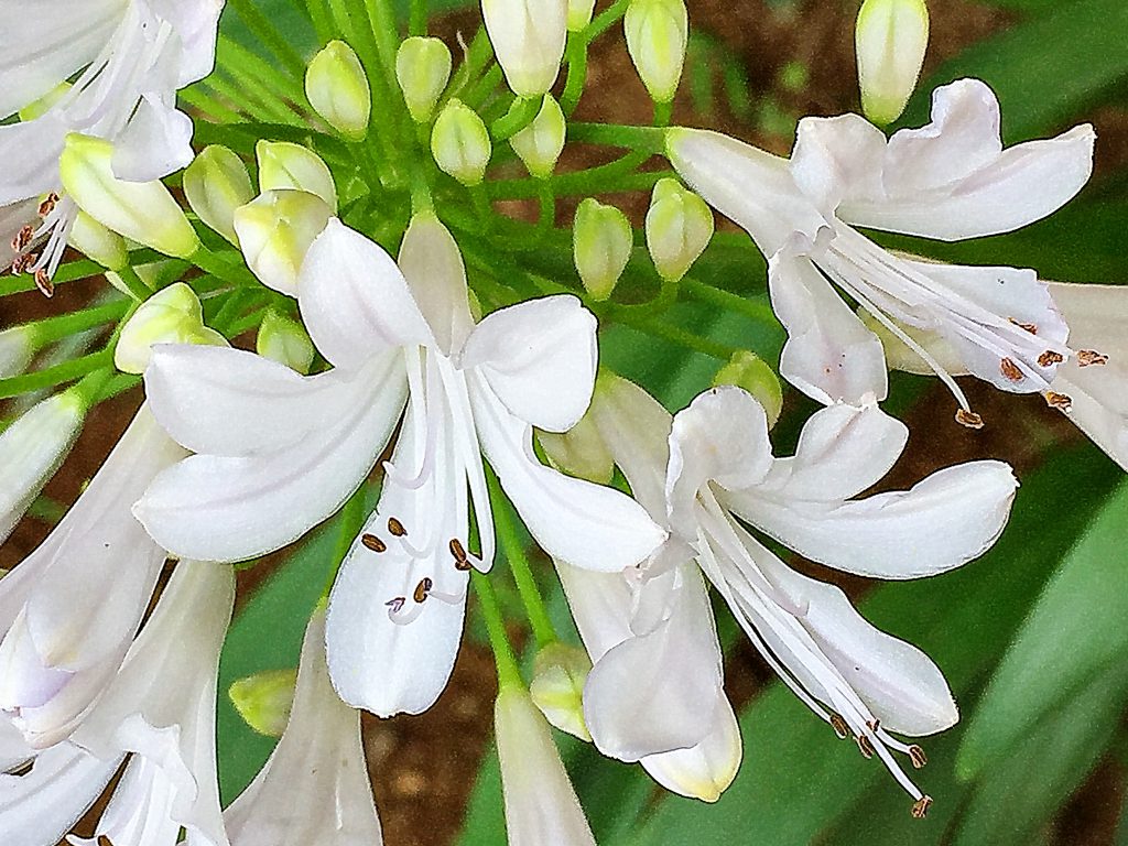 アガパンサスの白花