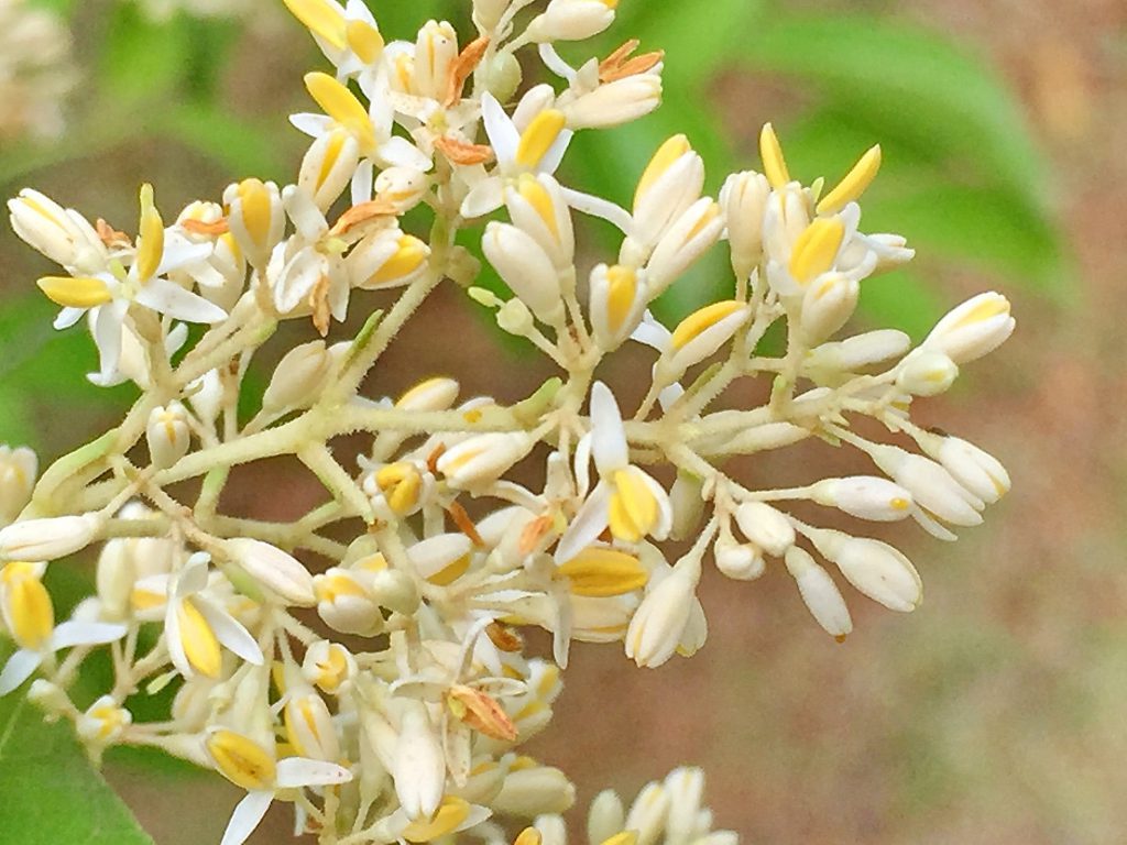 良い香りがする雌株に付いたシマトネリコの花
