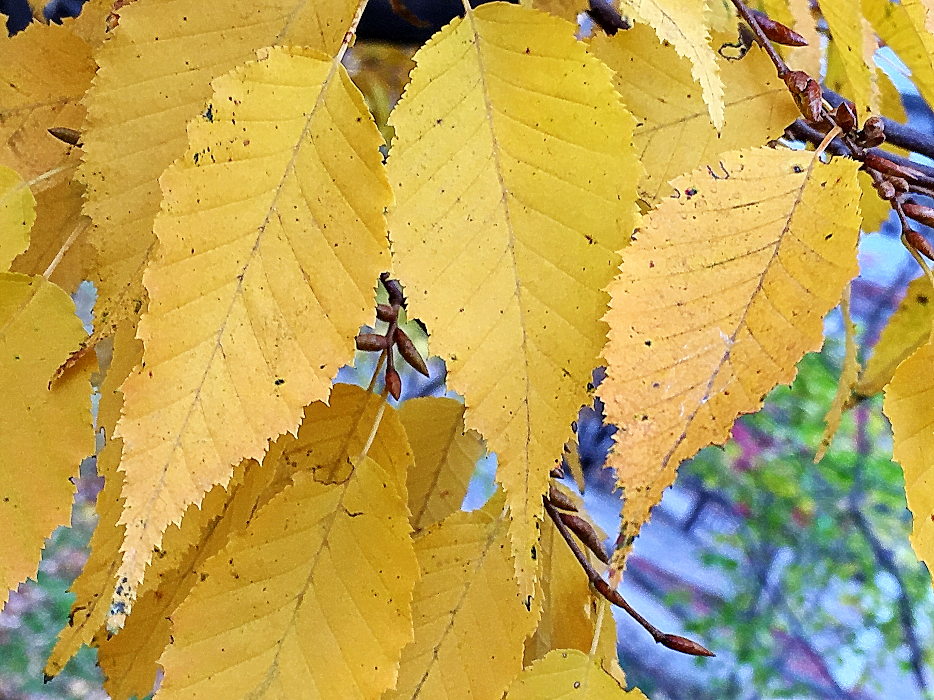 カバノキ科 イヌシデ 犬四手 犬紙垂 奥行き１ｍの果樹園