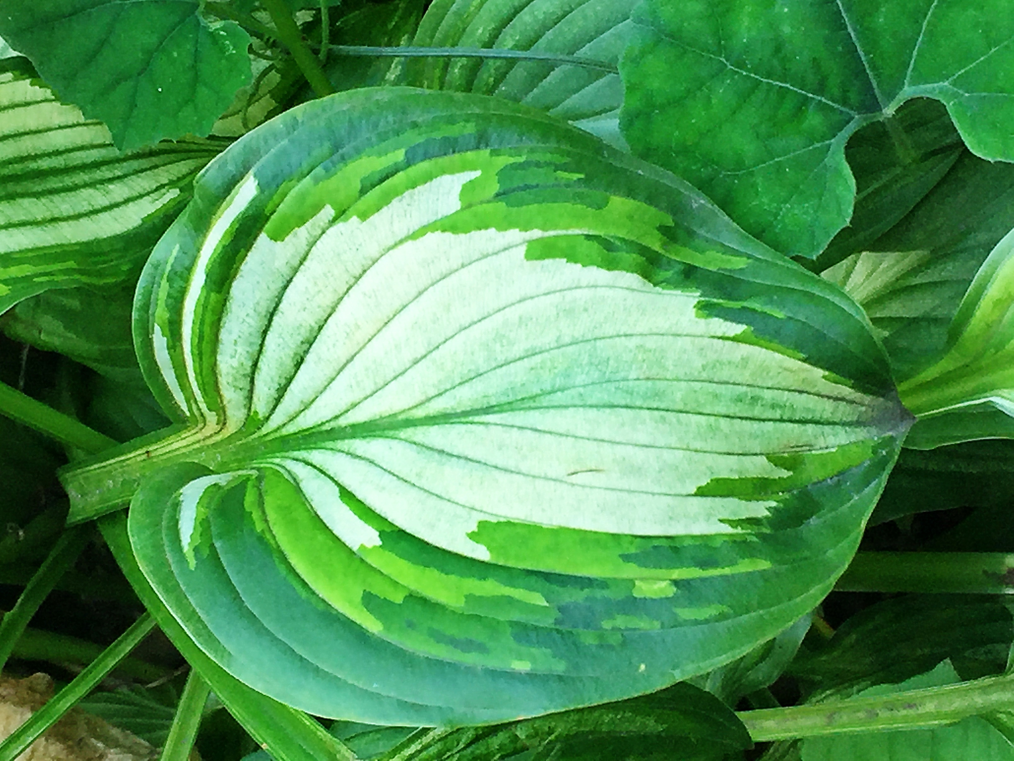 ユリ科 オオバギボウシ 大葉擬宝珠 とコバノギボウシ 小葉の擬宝珠 奥行き１ｍの果樹園