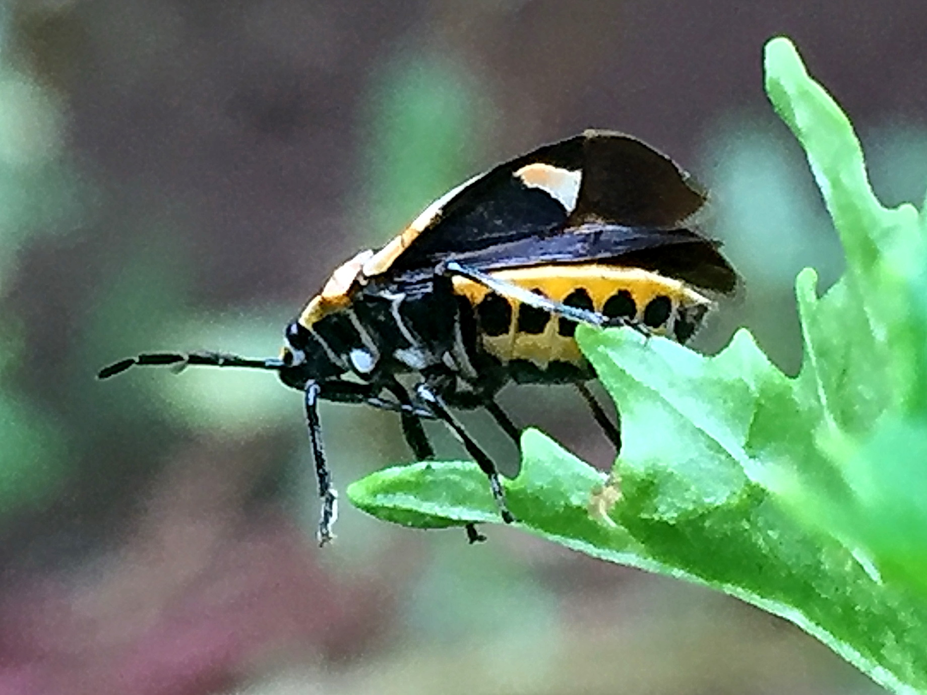 ナガメ 菜亀虫 菜椿象 奥行き１ｍの果樹園