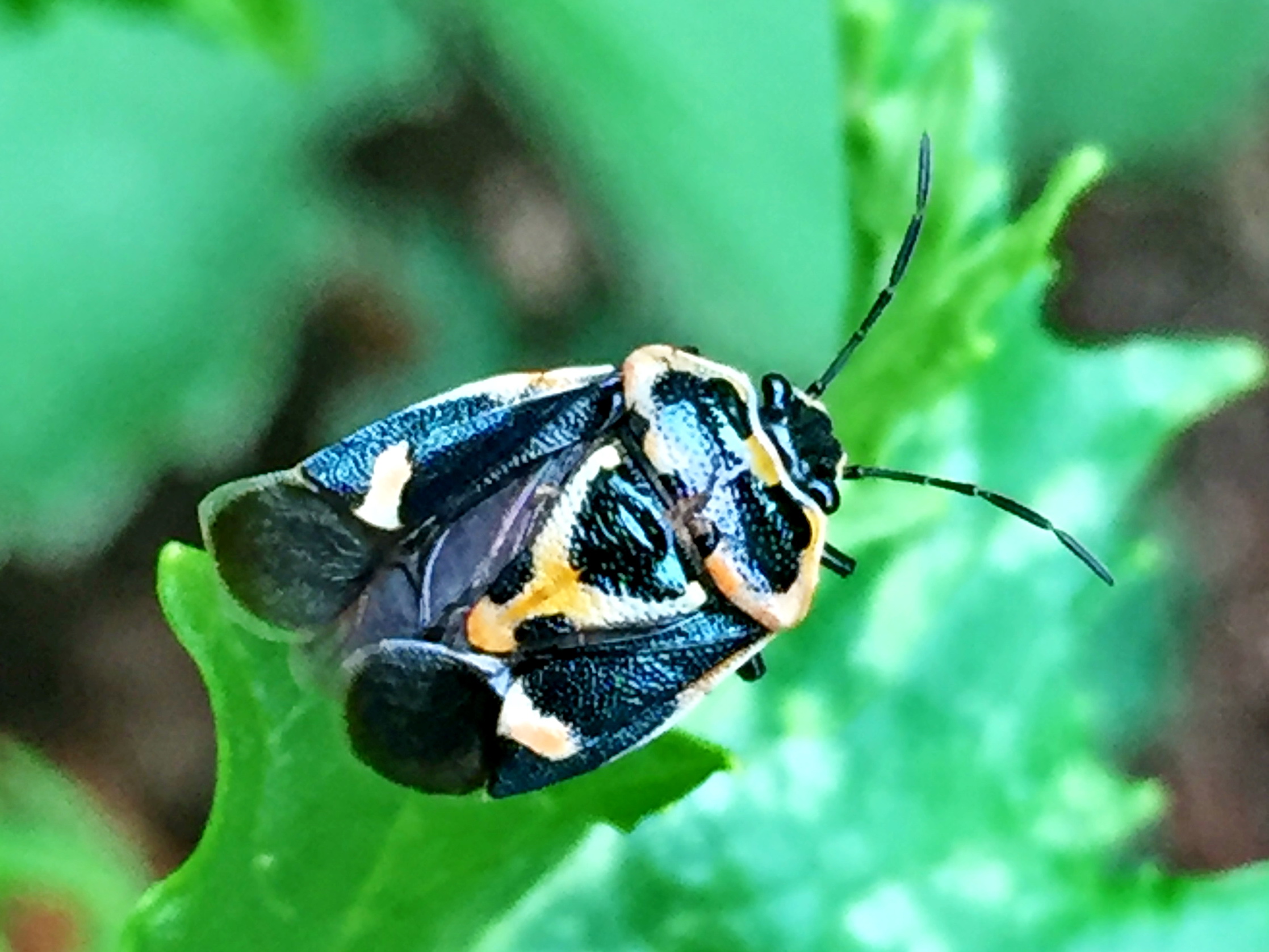 ナガメ 菜亀虫 菜椿象 奥行き１ｍの果樹園