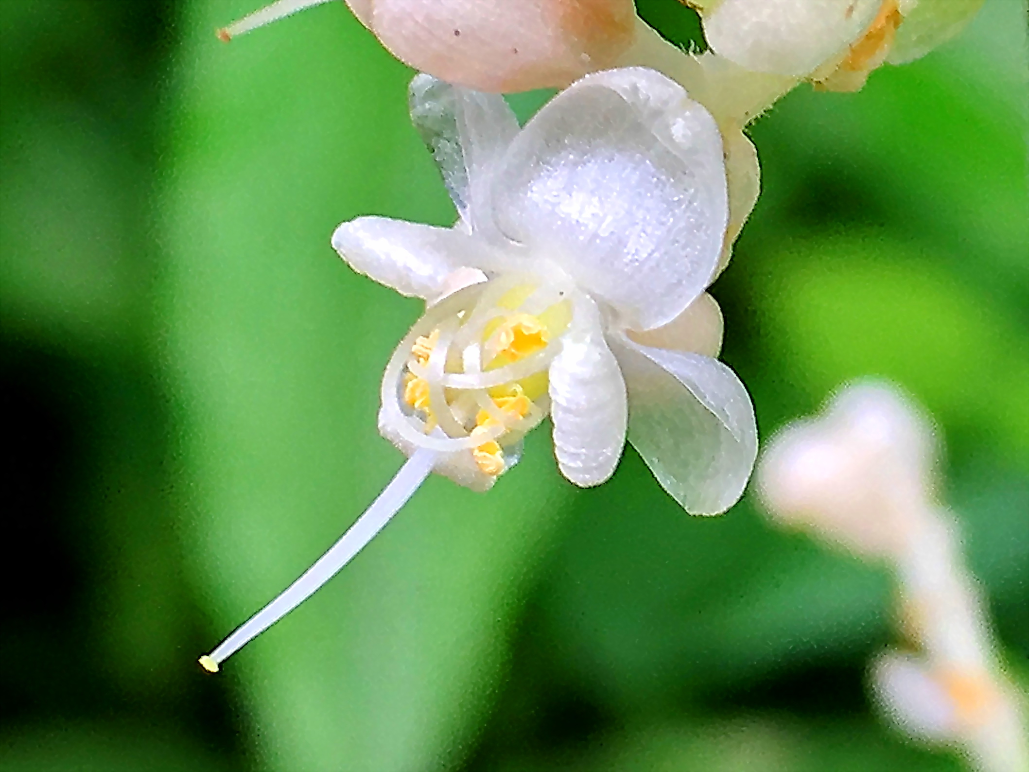 ツユクサ科 ヤブミョウガ 藪茗荷 奥行き１ｍの果樹園