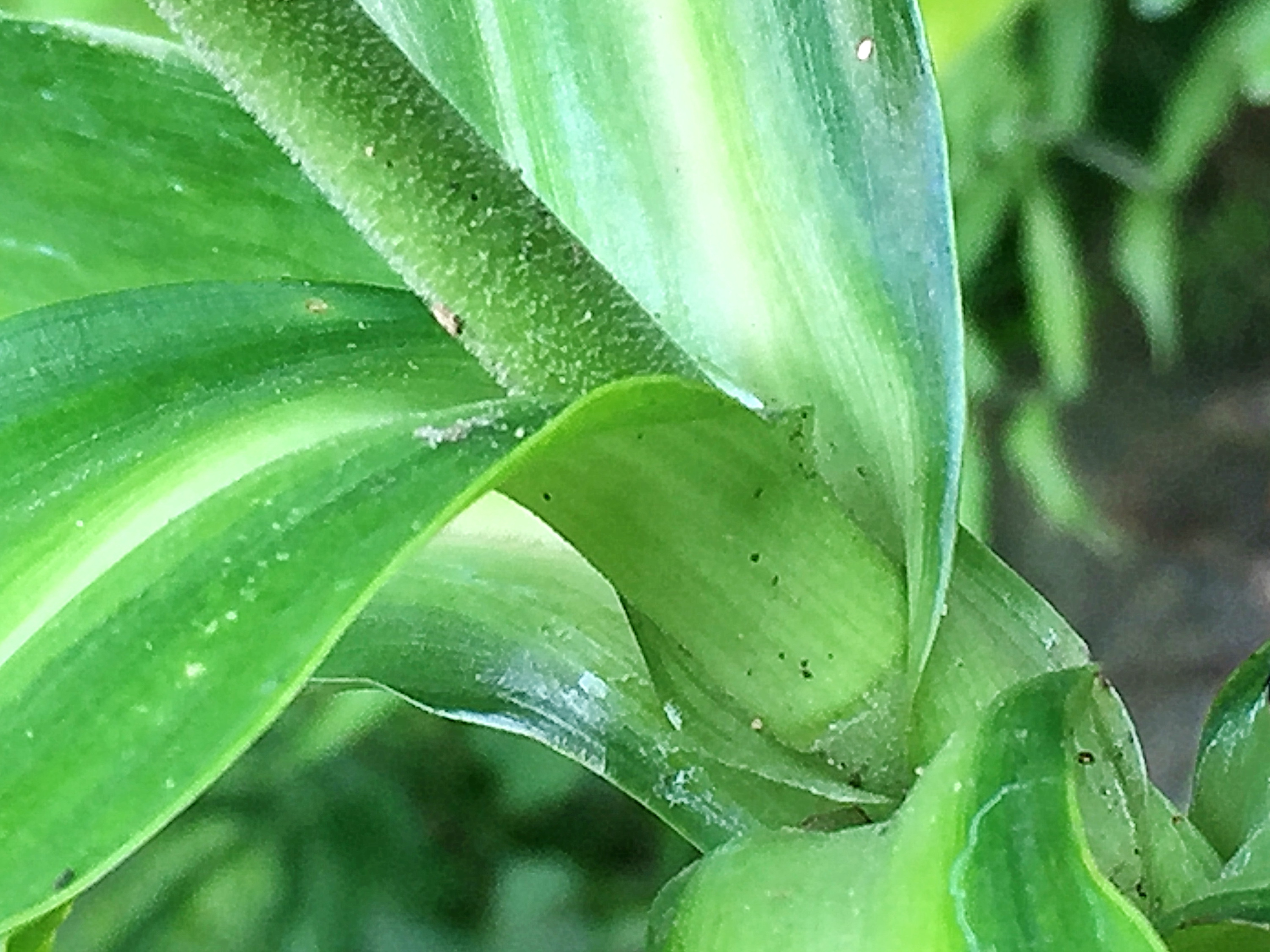 ツユクサ科 ヤブミョウガ 藪茗荷 奥行き１ｍの果樹園