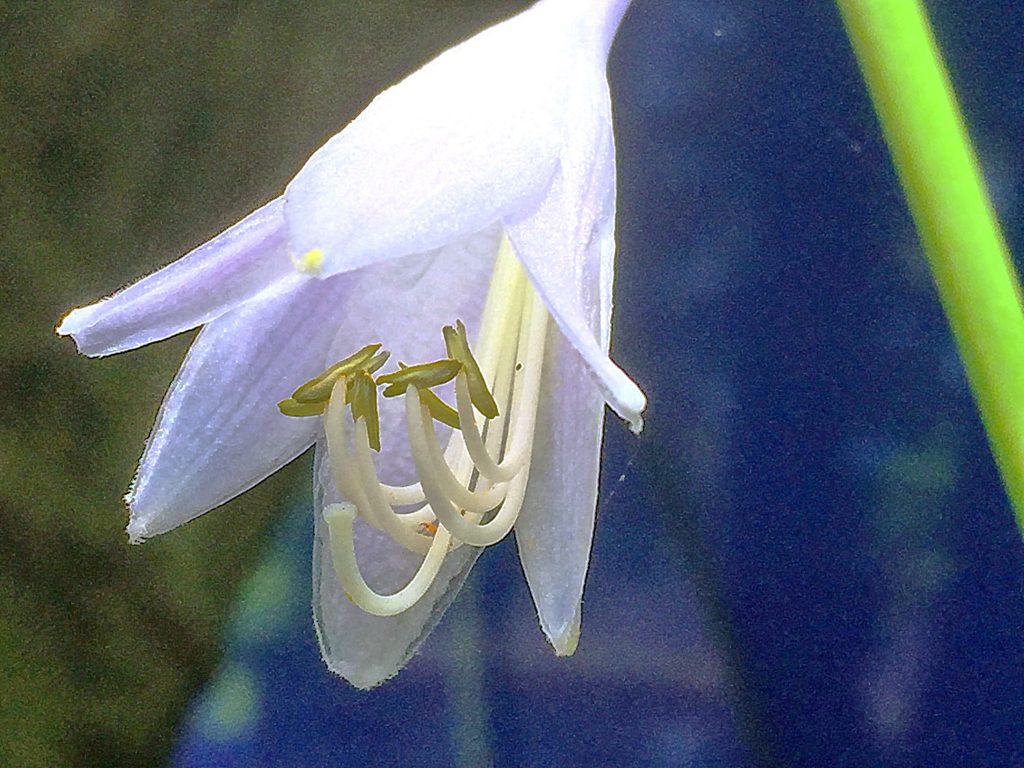 透明感のあるオオバギボウシの花