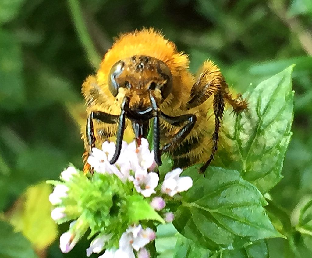肝臓型の面白い複眼と面白い顔のキンケハラナガツチバチ