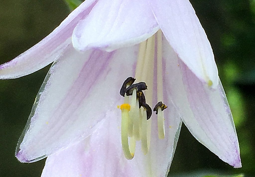 花被内に濃紫色の筋が入り花被の縁が透明になっているギボウシ