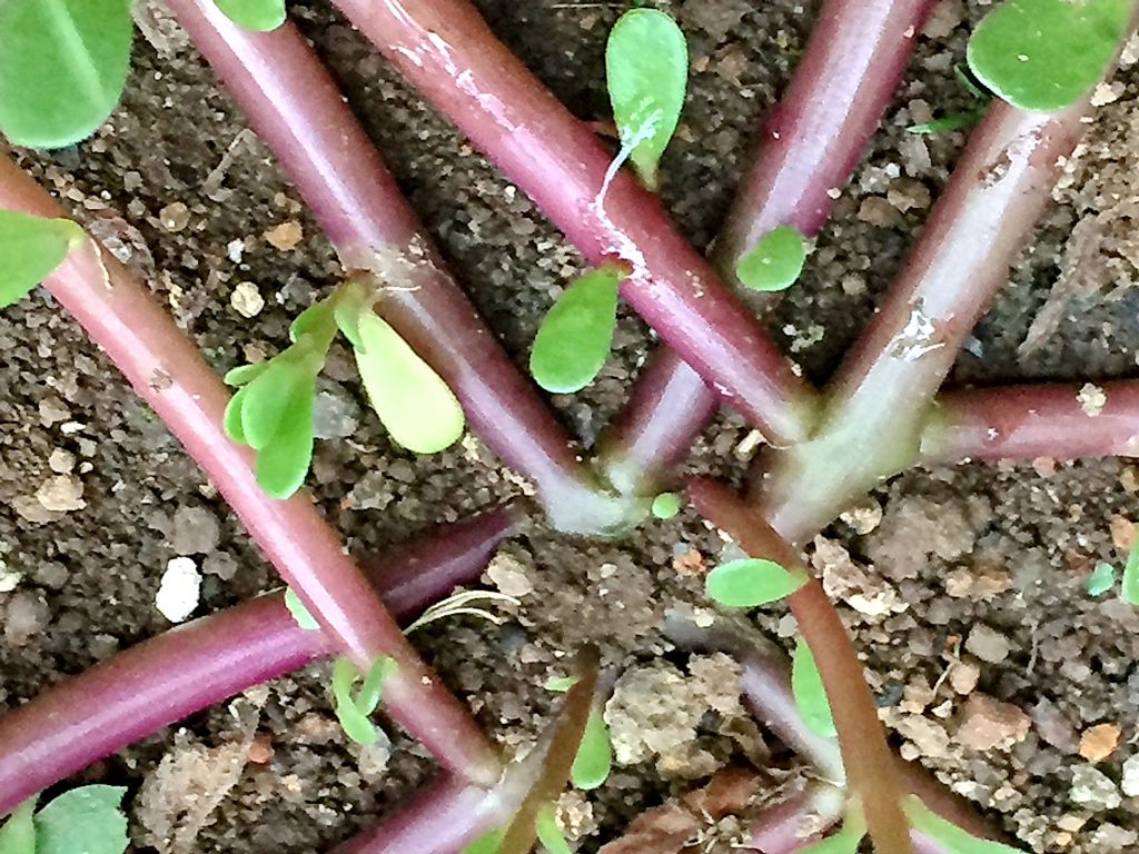 スベリヒユの赤紫色の茎は良く分岐して地を這うように広がっていく