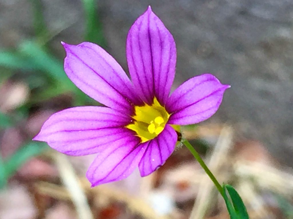 赤紫色の花弁に濃い筋入っているニワゼキショウの花