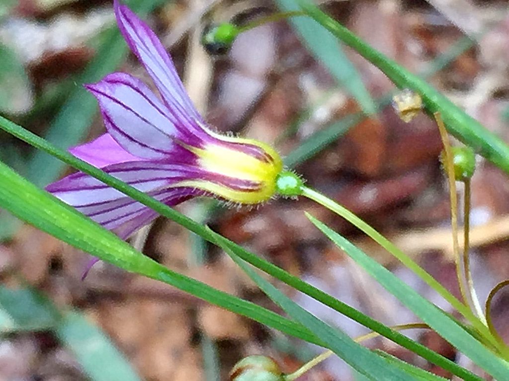 花の基部の黄色に紫色の筋が印象的なニワゼキショウ