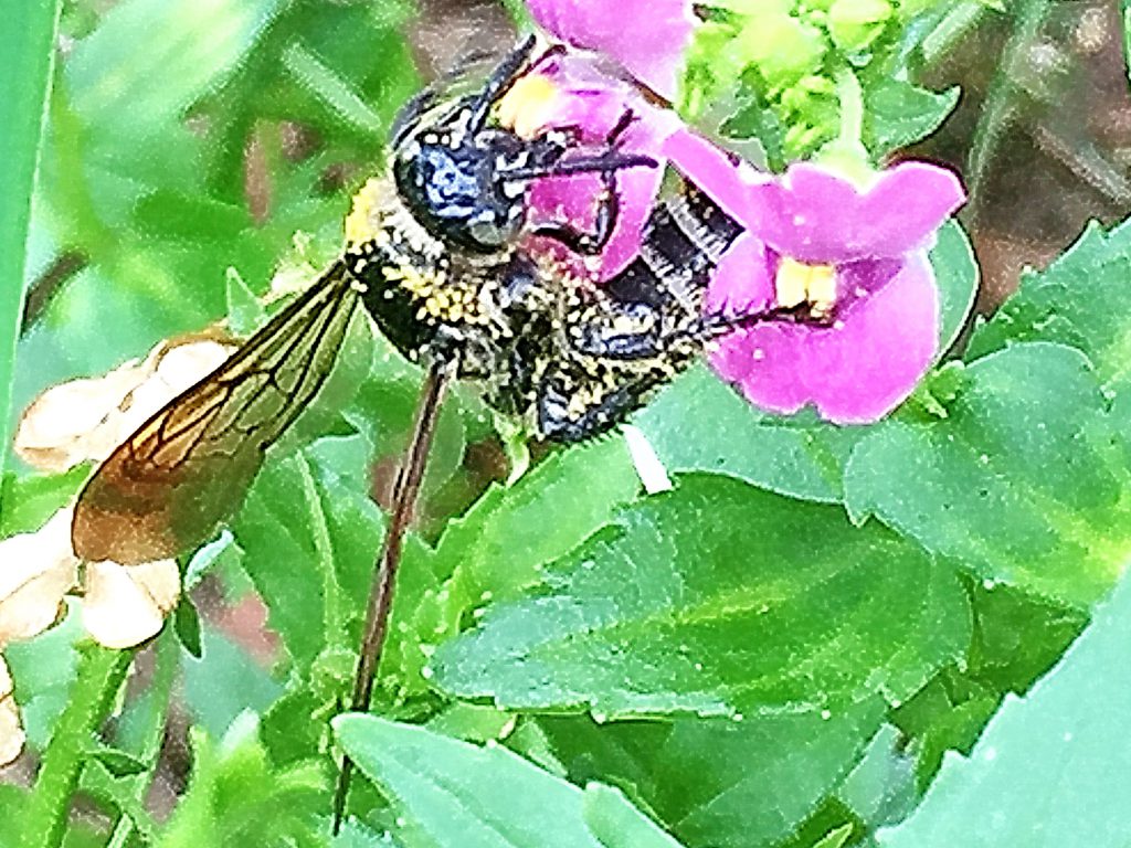 花粉を背中にいっぱいつけた雌のヒメナガハラツチバチ