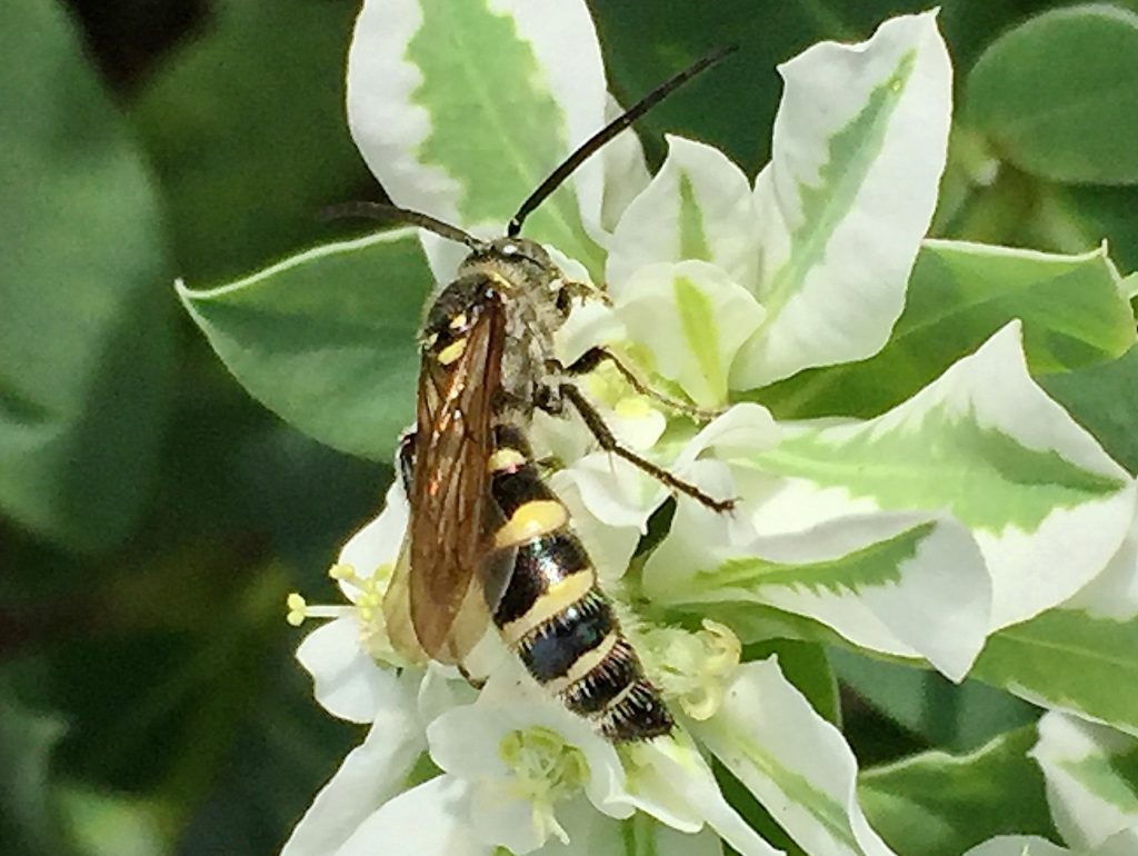 胸背部に笑った顔のような黄色い斑紋がある雄のヒメハラナガツチバチ