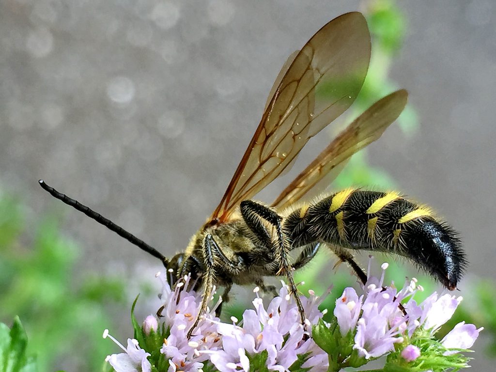 ５本の黄色い帯紋と毛帯をもつ雄のヒメハラナガツチバチ