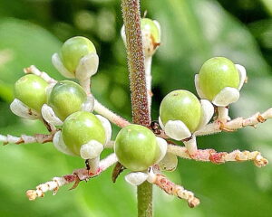 ヤブミョウガの若い果実