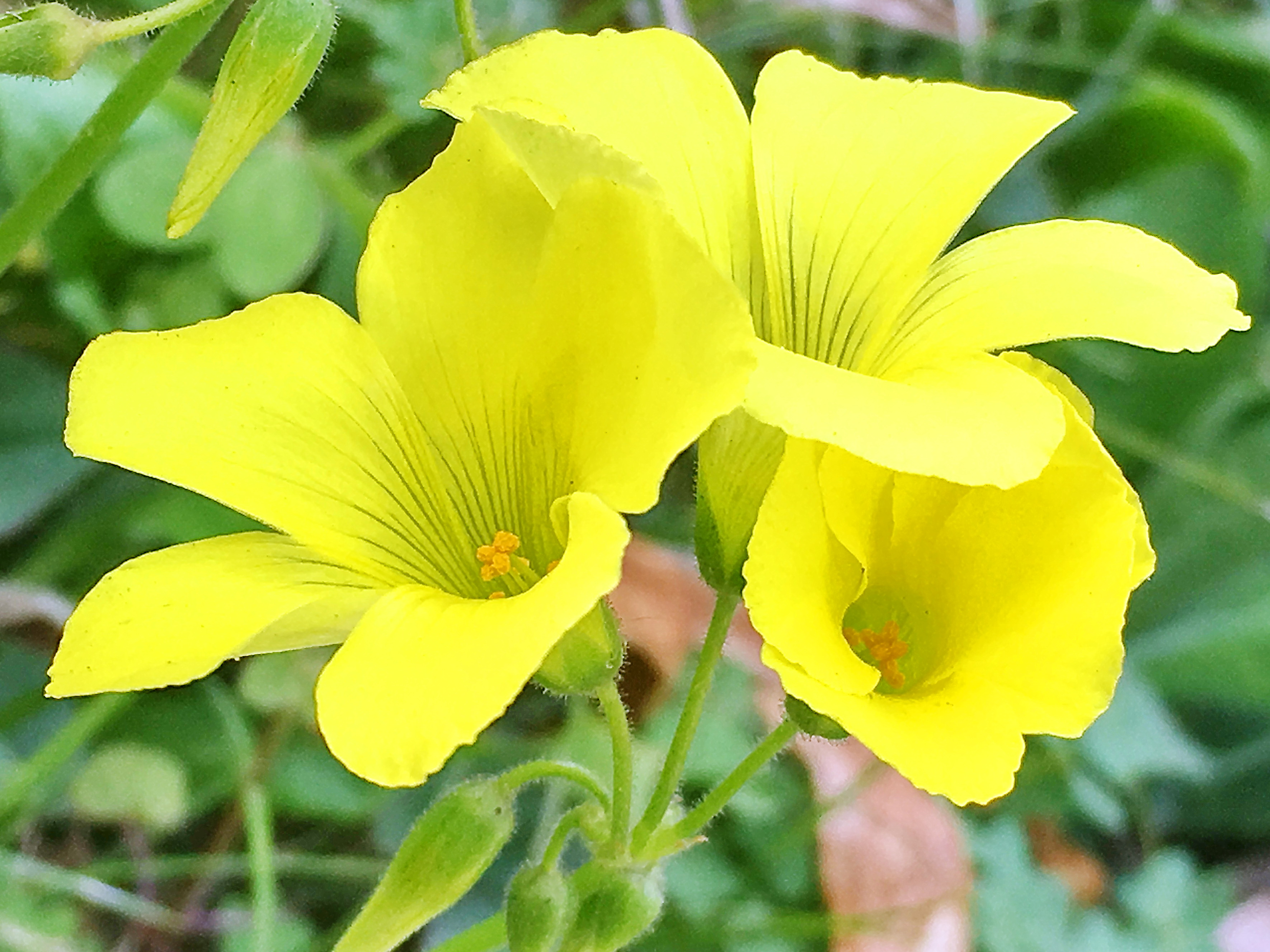 カタバミ科 カタバミの仲間達 奥行き１ｍの果樹園