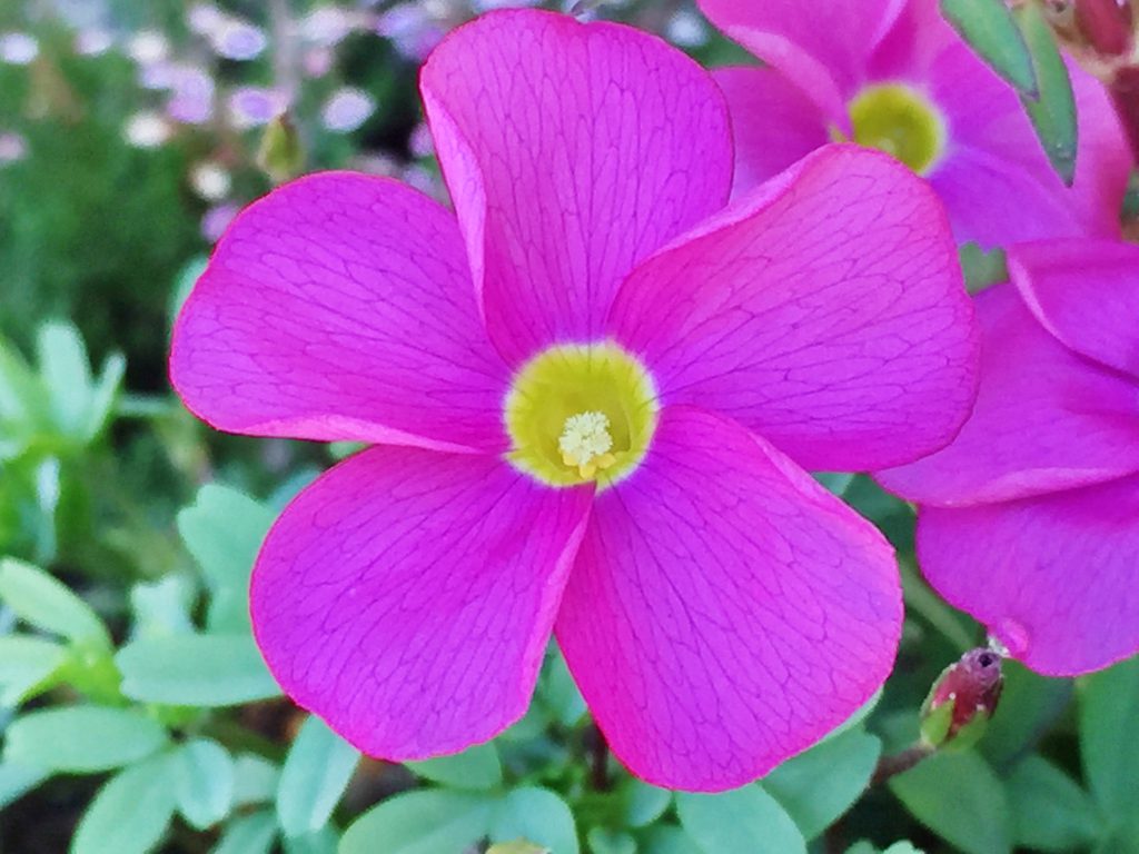 カタバミ科 オキザリス 奥行き１ｍの果樹園