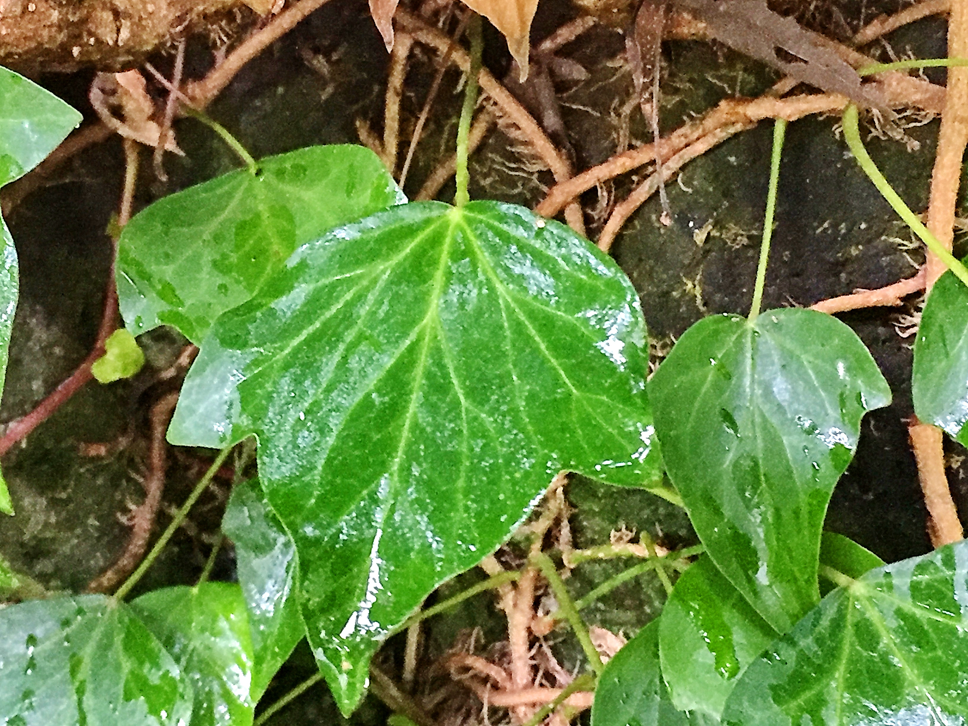 ウコギ科 キヅタ 木蔦 奥行き1mの果樹園 ウコギ科 キヅタ 木蔦 奥行き1mの果樹園