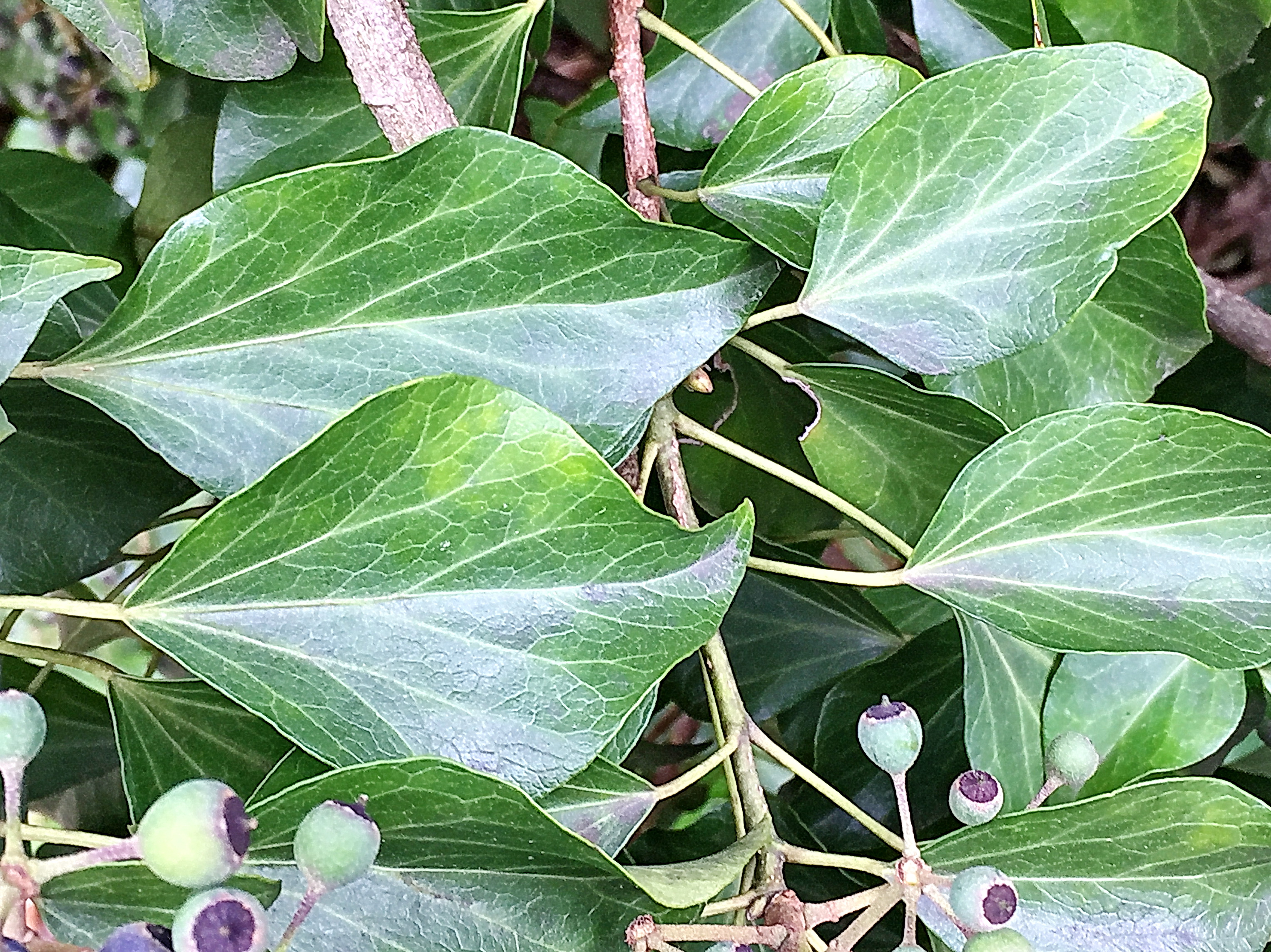 通販 超特価セール キヅタ ウコギ科キヅタ属の常緑つる性木本 660c7d43 公式セールサイト Pn Batam Go Id 通販 超特価セール キヅタ ウコギ科キヅタ属の常緑つる性木本 660c7d43 公式セールサイト Pn Batam Go Id