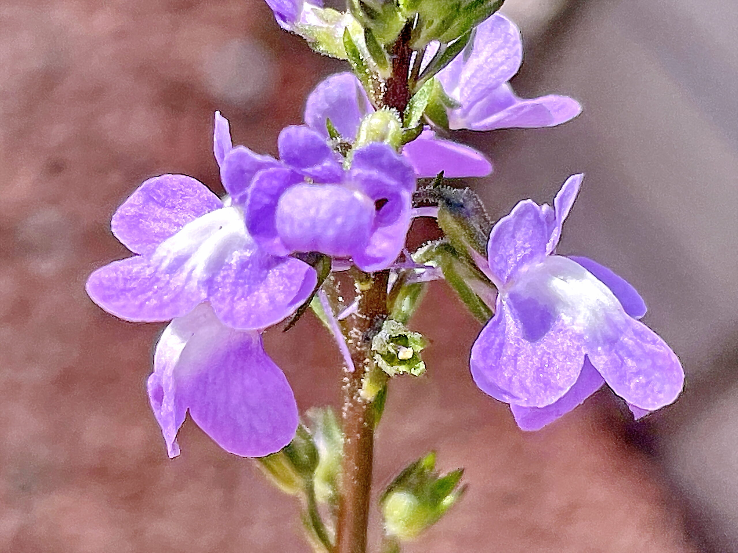 オオバコ科 ツタバウンラン ツタバウンラン属マツバウンラン マツバウンラン属 ムラサキウンラン ウンラン属 帰化植物 淡青色淡紫色紫色の花 唇形花 蒴果