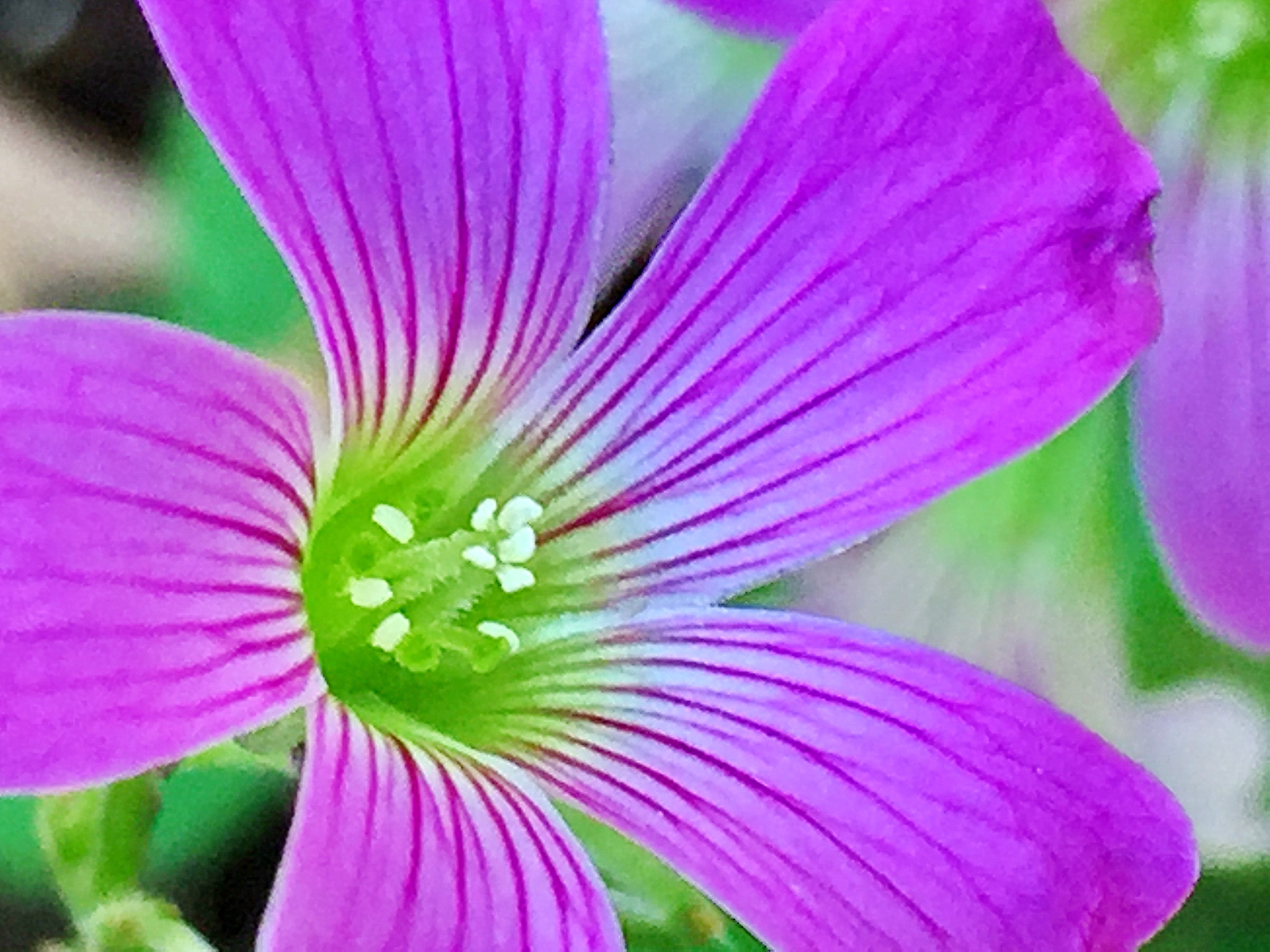 カタバミ科 カタバミの仲間達 奥行き１ｍの果樹園