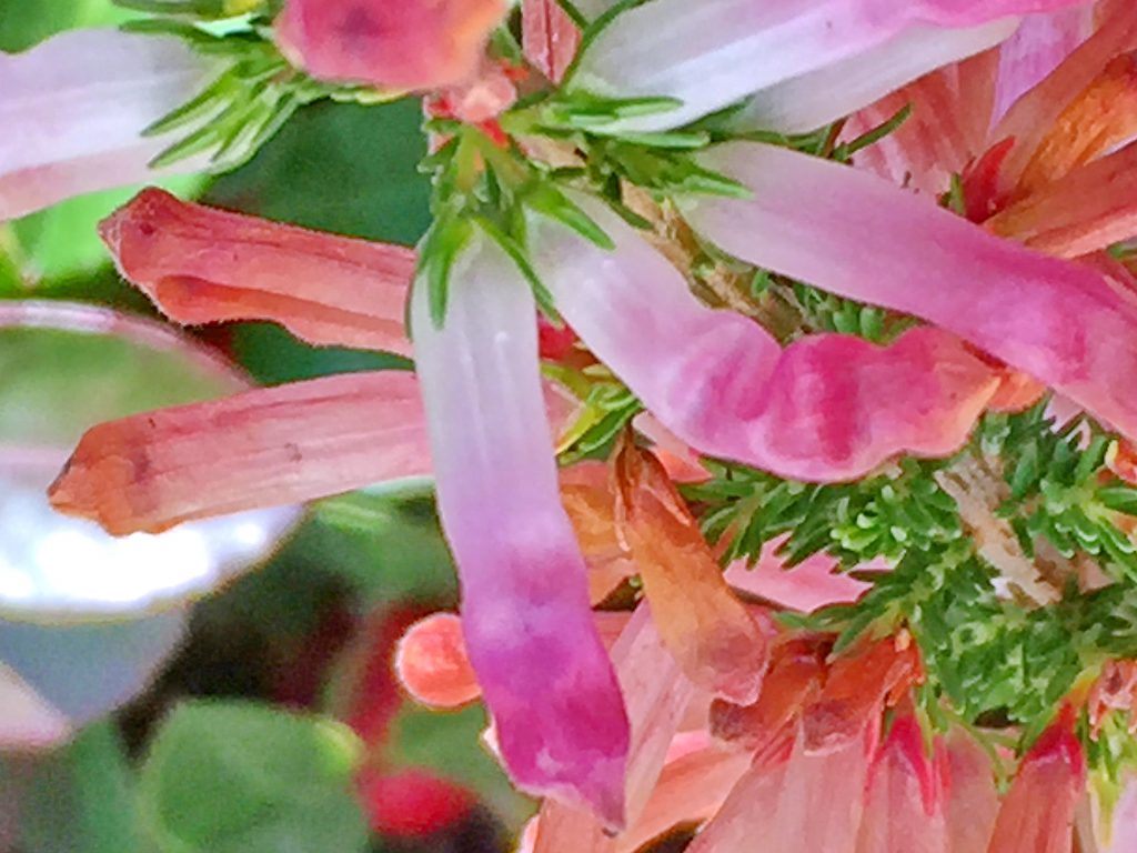 白色から先がピンク色に変わってきたエリカ・コロランス’ホワイト・デライトの花
