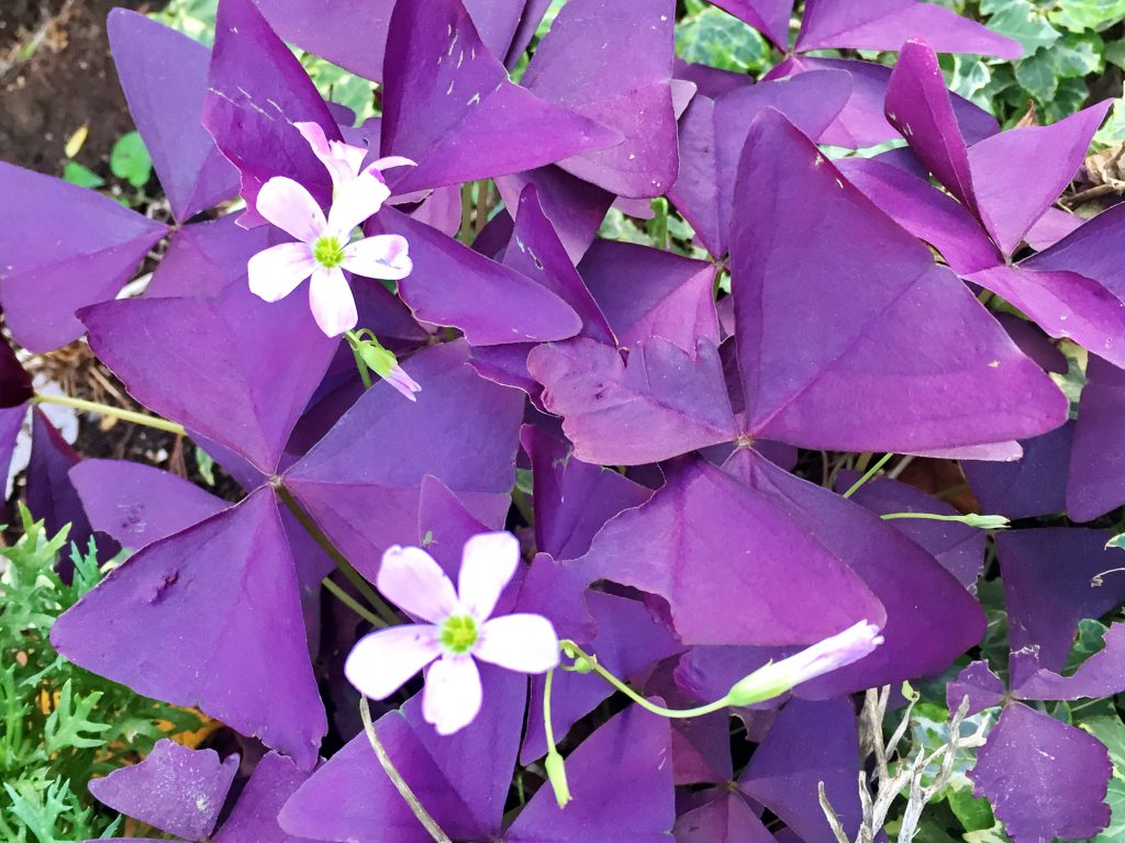濃紫色のシックな葉色にピンクの花を咲かせるオキザリス・トリアングラリス