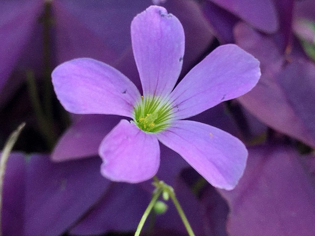 濃紫色の葉にピンクの花を付けるオキザリス・トリアングラリス