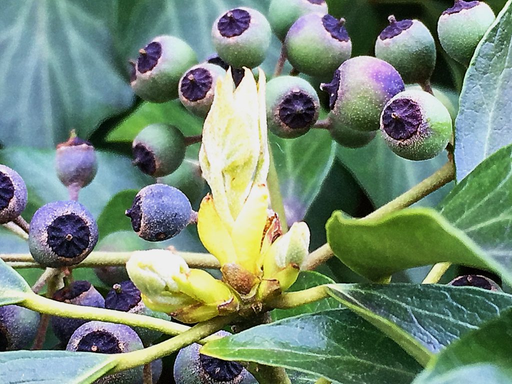 革質の艶のある葉に黒紫色の果実と中央の新芽が同居するキヅタ