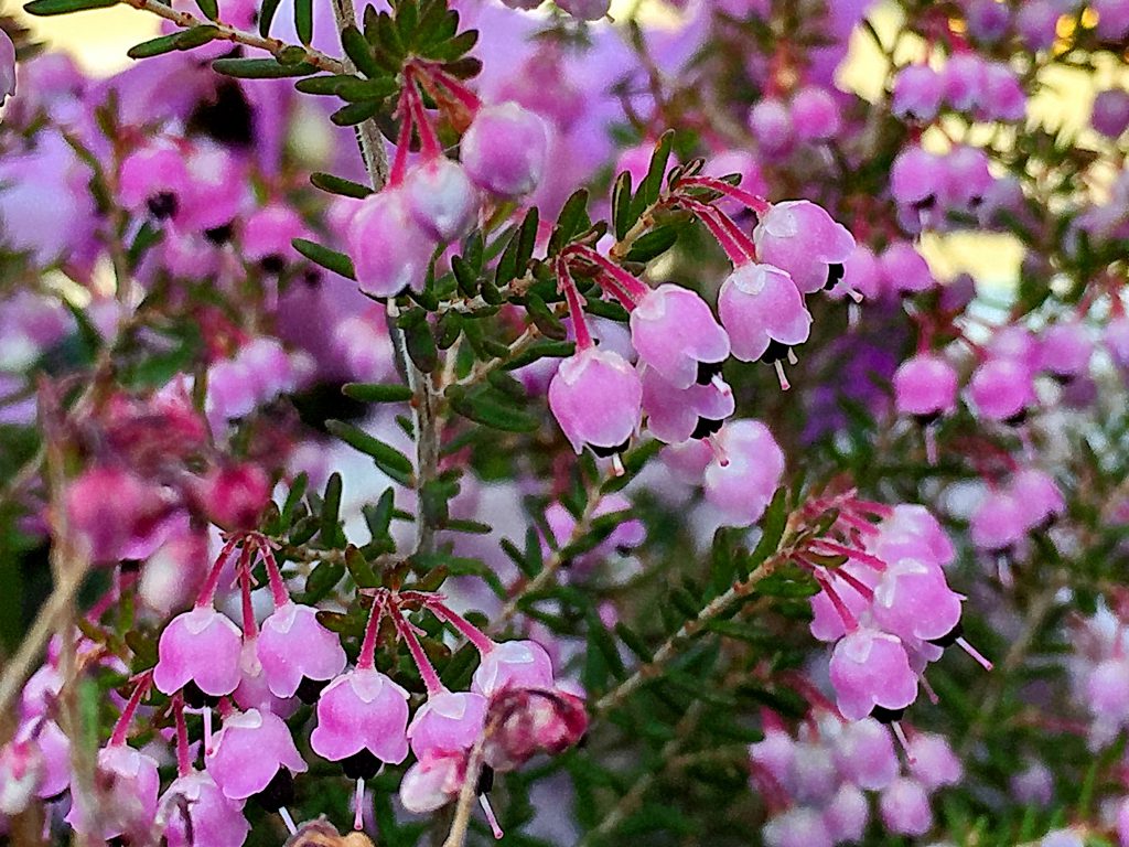 ピンク色の小さな花を枝を覆うように付けたジャノメエリカ