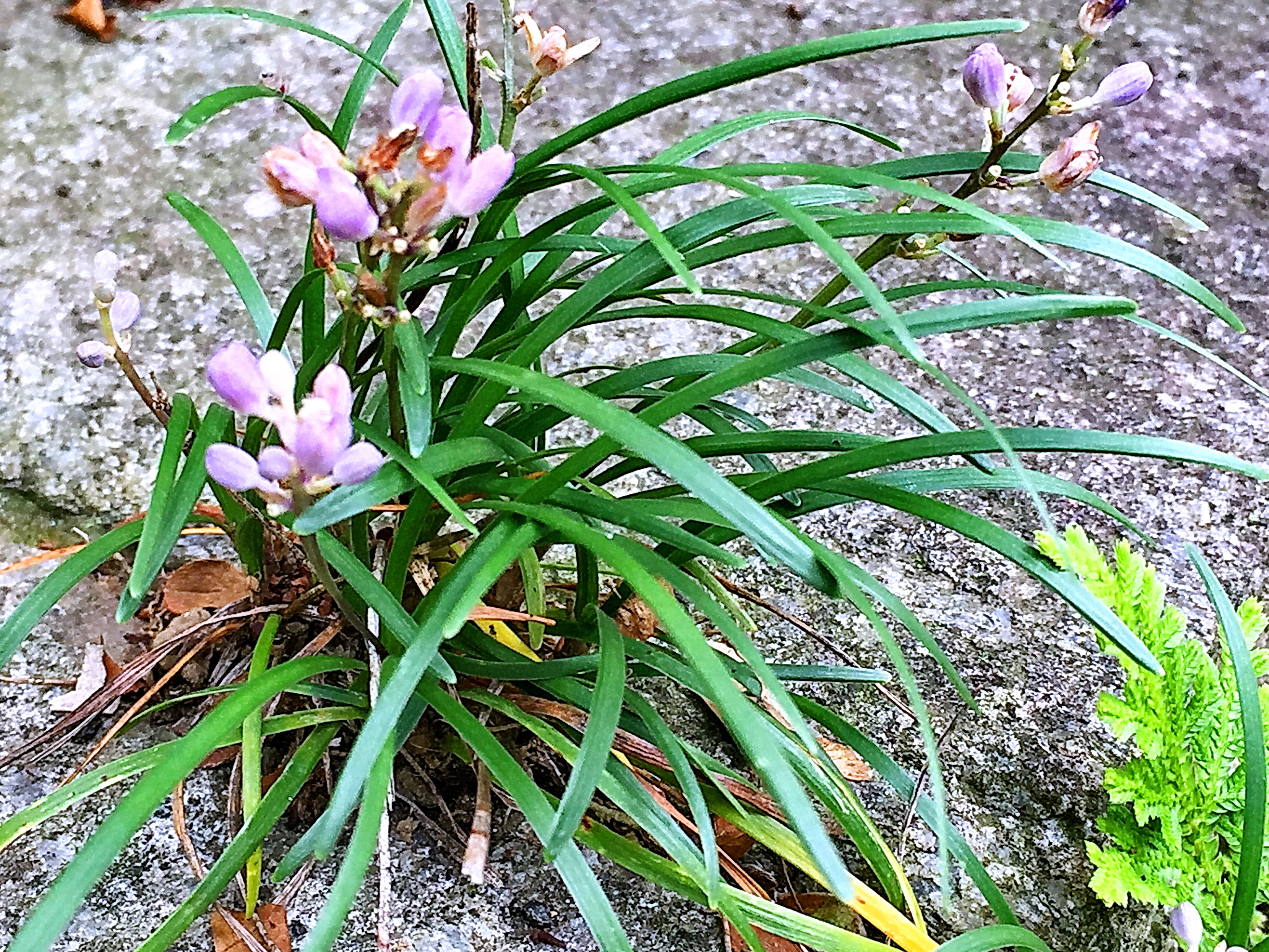 キジカクシ科 ヤブランとヒメヤブラン 奥行き１ｍの果樹園