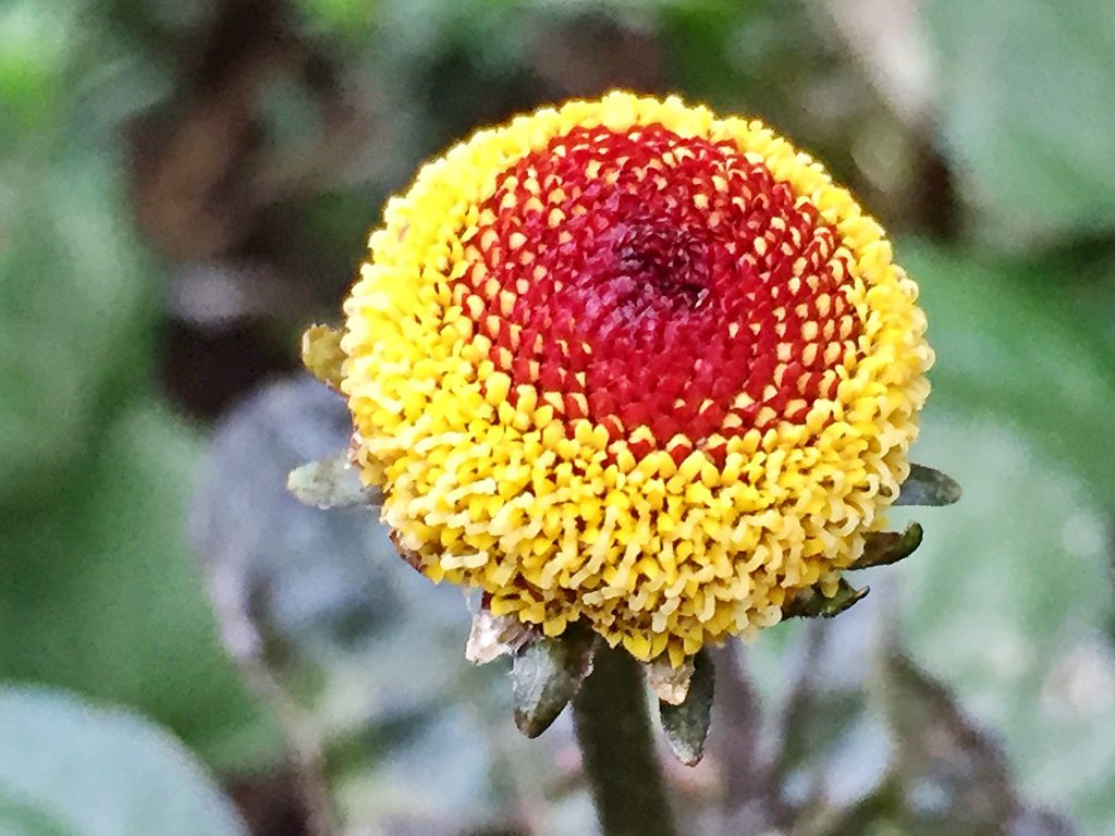 オランダセンニチの頂部の褐色の蕾、下は開いた黄色い小花