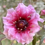 ギョリュウバイ