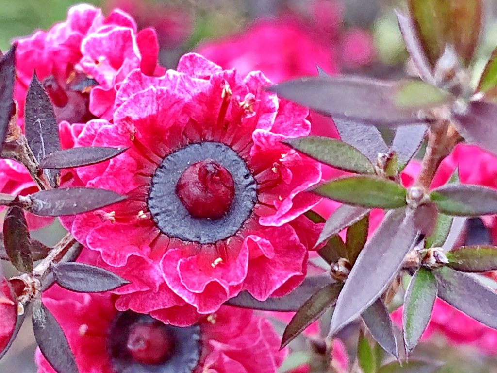 ギョリュウバイの花