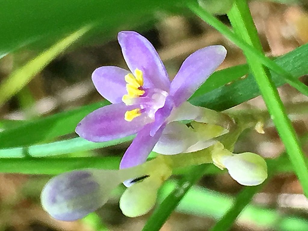 ヒメヤブランの薄紫色の６枚の花被片に偏って付いた雄しべ