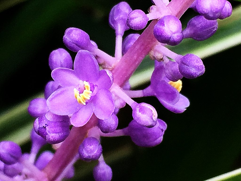 淡紫色の花が束生するヤブラン