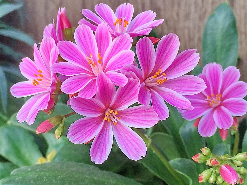レウィシアの花