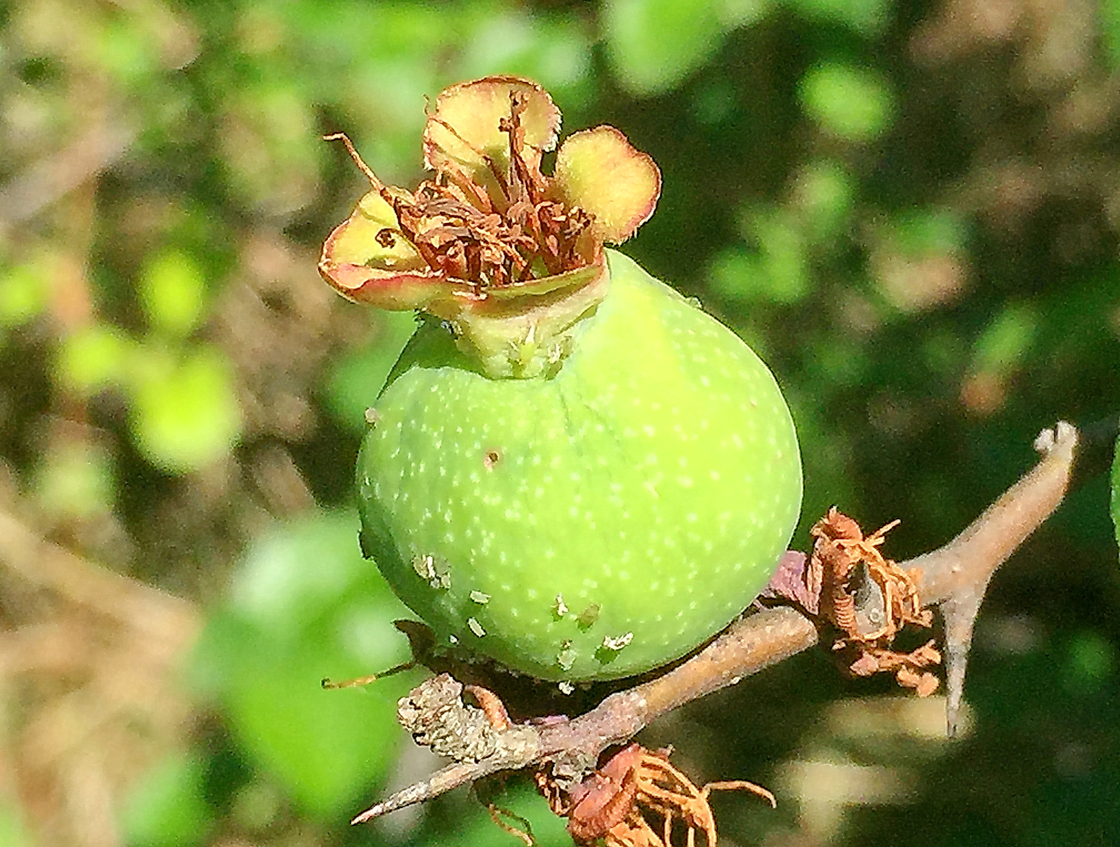 バラ科 ボケ 木瓜 とクサボケ 草木瓜 奥行き１ｍの果樹園